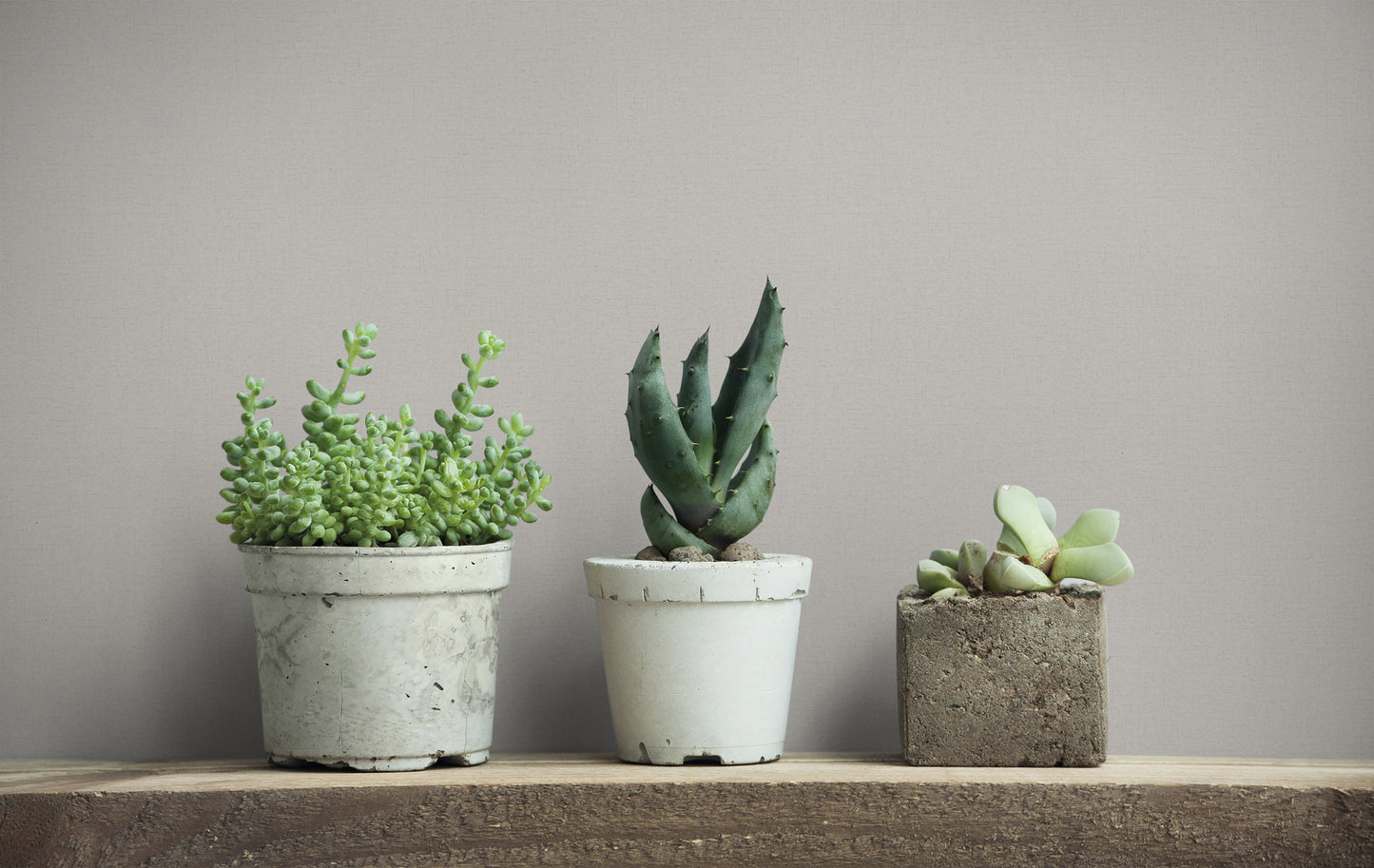 Tapet UP to DATE-34838 /  GZSZ