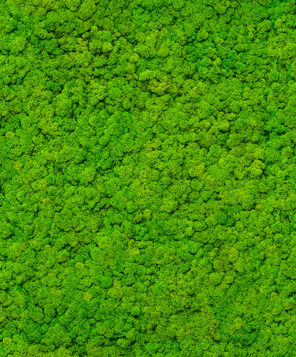 Tapet UP to DATE-34862 /  GZSZ