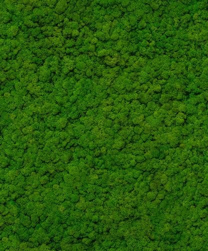 Tapet UP to DATE-34864 /  GZSZ