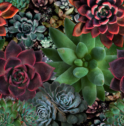 Tapet SMART ART PROFI-46701 /  Smart Art Aspiration